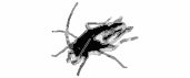 Cucaracha Tapes